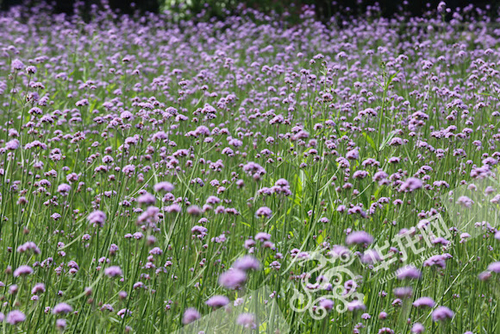 馬鞭草是重慶師范大學校園內的一道美麗風景。 重慶師范大學供圖 華龍網發