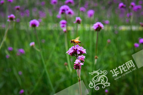 花朵吸引了蜜蜂。 重慶師范大學供圖 華龍網發