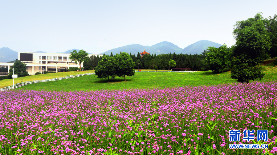 “紫氣逼人”的馬鞭草花田。重慶師范大學(xué)宣傳部供圖