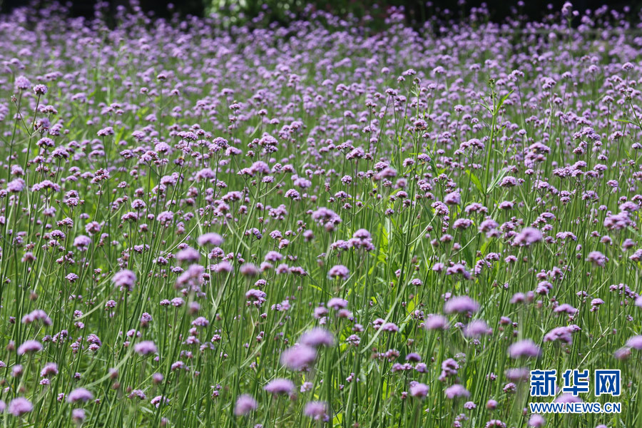 馬鞭草花田。重慶師范大學(xué)宣傳部供圖