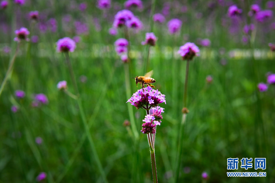 小蜜蜂也飛到重師去采花蜜湊熱鬧咯。重慶師范大學(xué)宣傳部供圖